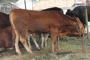 Qurban dalam pandangan Agama
