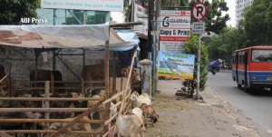 Kambing dan Sapi Qurban di Ibukota