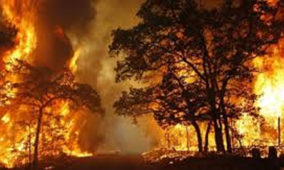 Karhutla Meluas di 2024: Sumsel Jadi Episentrum