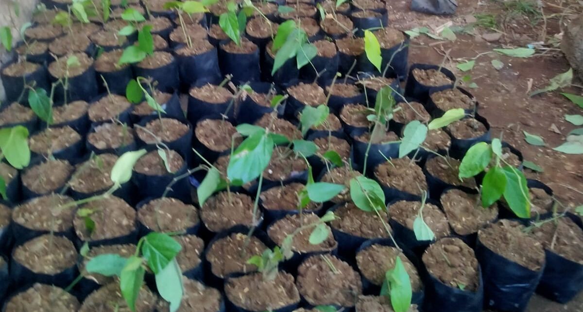 DPD ABI Probolinggo Intensifkan Pembibitan Cabai Jamu untuk Penguatan Ekonomi Komunitas